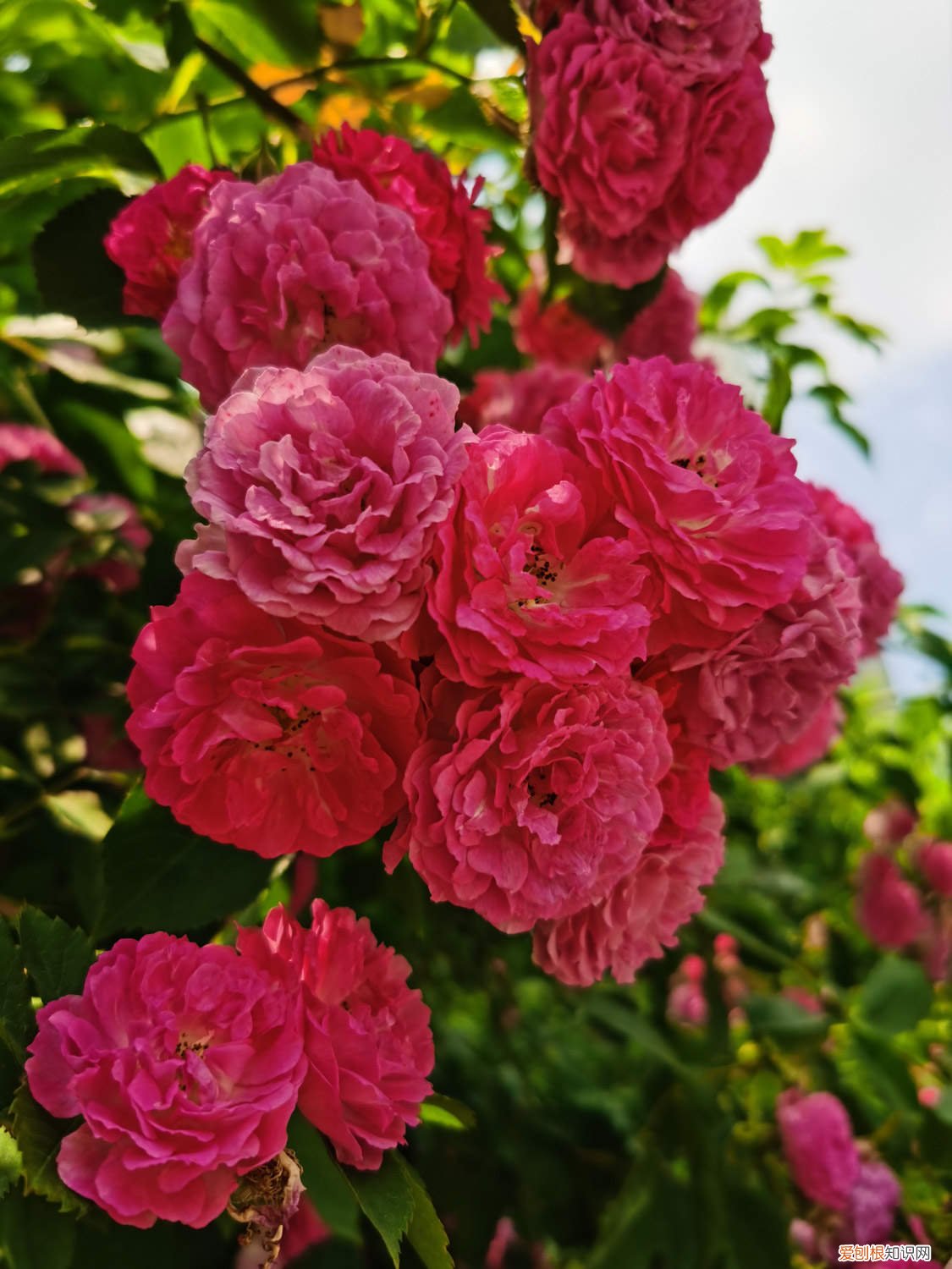 蔷薇花修剪时间和方法 蔷薇修剪时间和方法