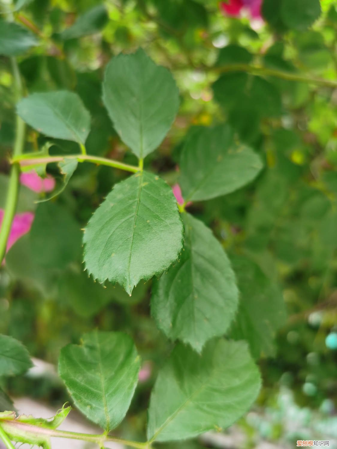 蔷薇花修剪时间和方法 蔷薇修剪时间和方法