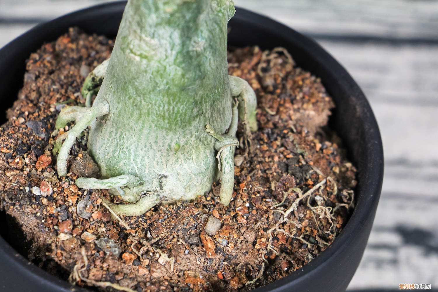 沙漠玫瑰修剪注意事项有哪些 沙漠玫瑰修剪注意事项