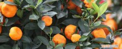 盆栽桔子什么时候剪枝怎么剪枝 盆栽桔子什么时候剪枝