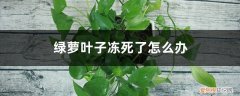 大叶绿萝冻死了还能活吗 绿萝叶子冻死了怎么办