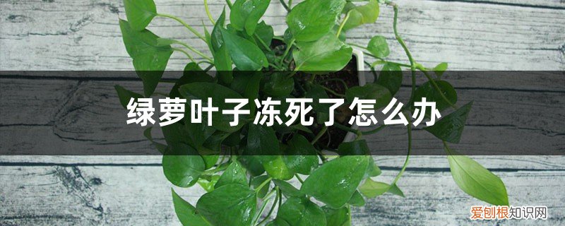 大叶绿萝冻死了还能活吗 绿萝叶子冻死了怎么办