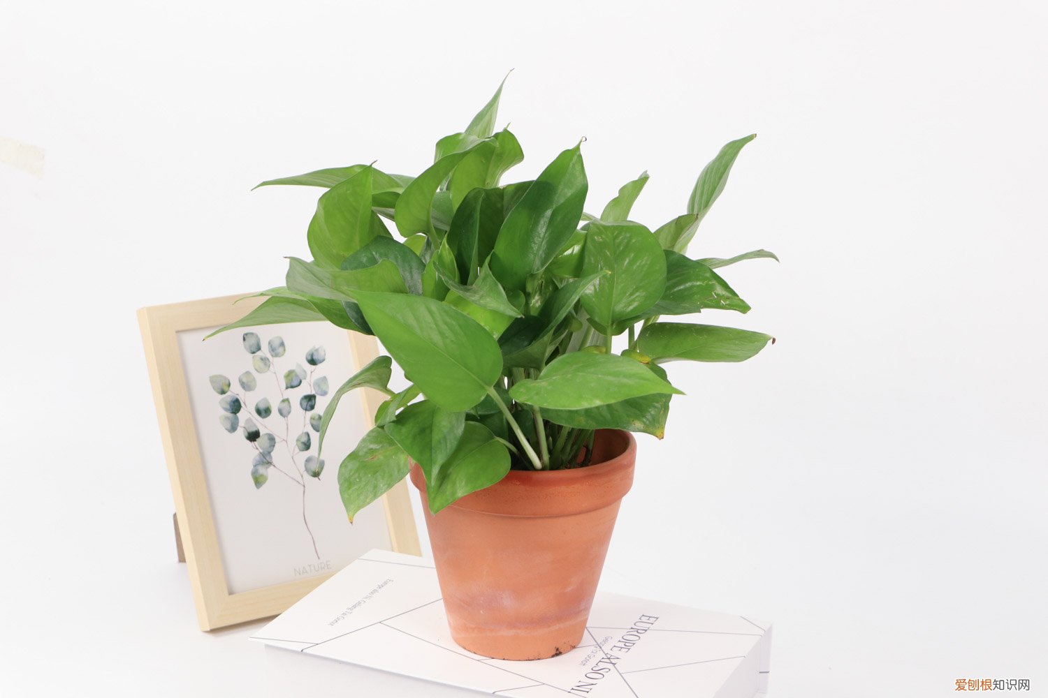 大叶绿萝冻死了还能活吗 绿萝叶子冻死了怎么办