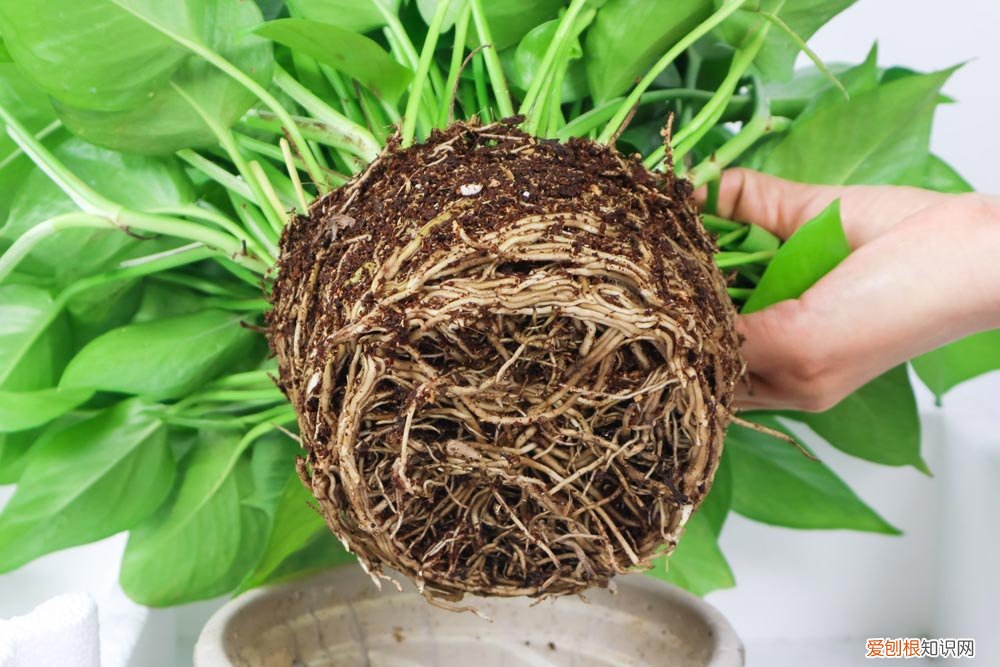 绿萝浇多了水怎么补救 绿萝缺水怎么补救