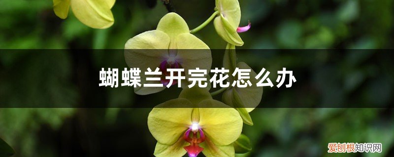 蝴蝶兰开完花以后怎么办 蝴蝶兰开完花怎么办