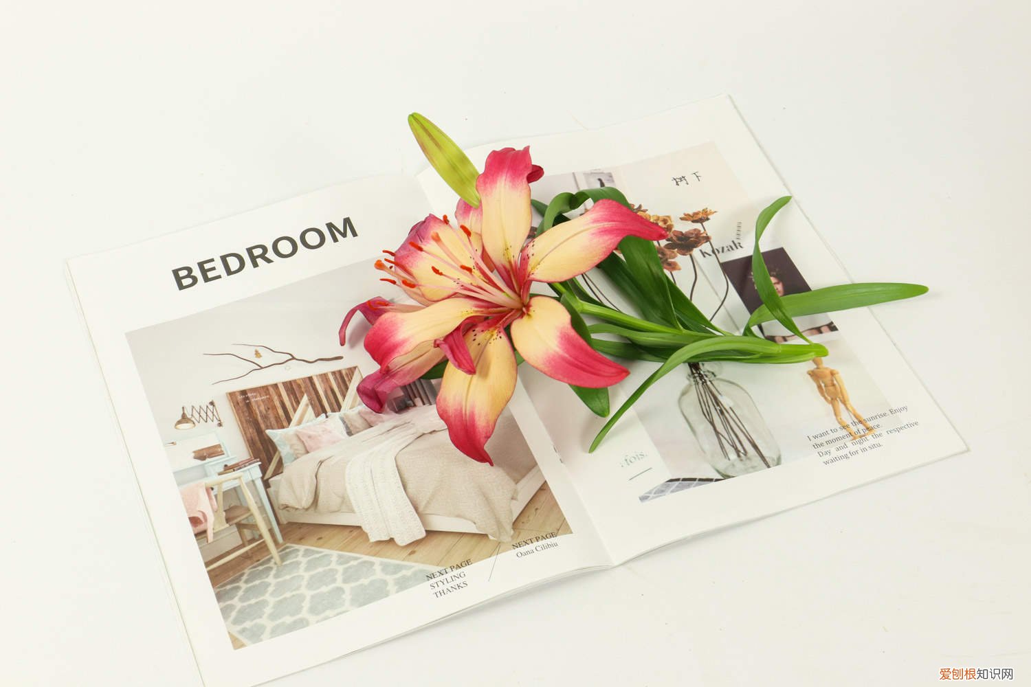 盆栽百合花开完花怎么处理 百合花开完花后怎么办