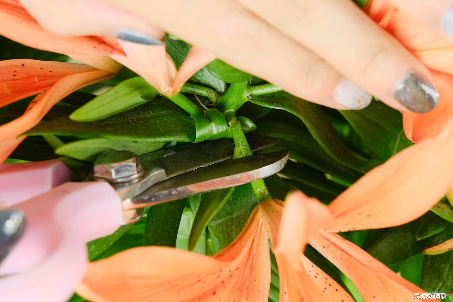 盆栽百合花开完花怎么处理 百合花开完花后怎么办