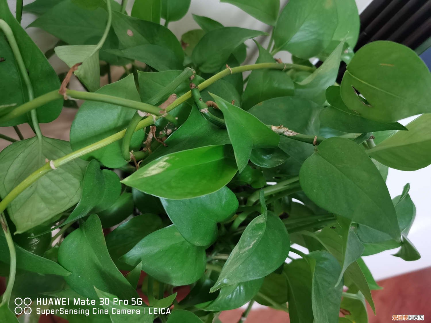 绿萝扦插方法和季节 绿萝扦插