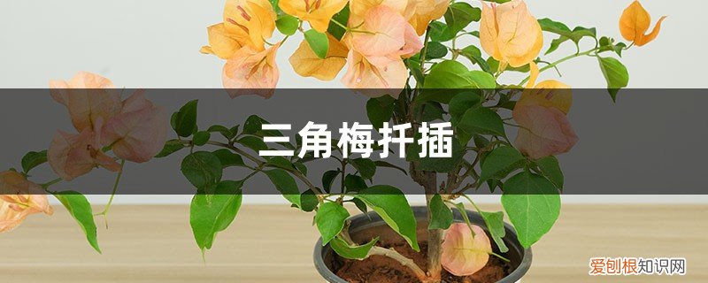 三角梅扦插后多久可以移栽 三角梅扦插