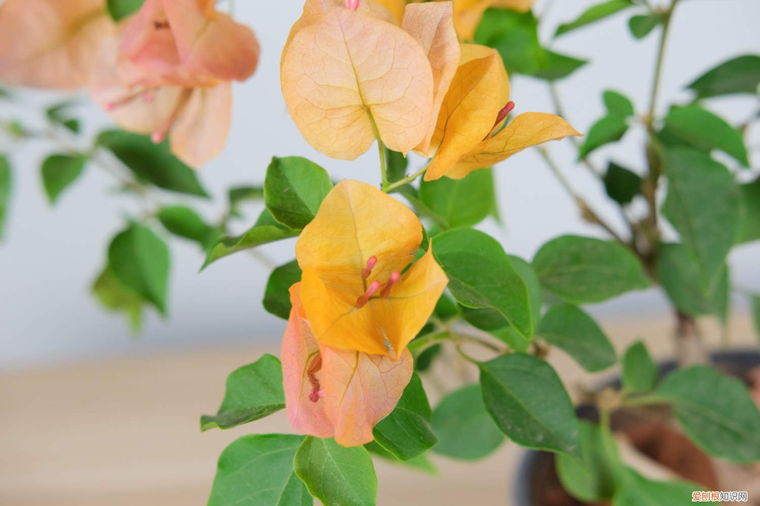 三角梅扦插后多久可以移栽 三角梅扦插