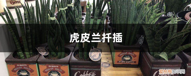 虎皮兰扦插后金边怎么恢复 虎皮兰扦插