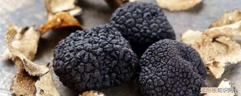 松露种植技术视频 松露种植