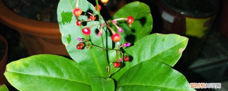 名贵药材种植品种 名贵药材种植