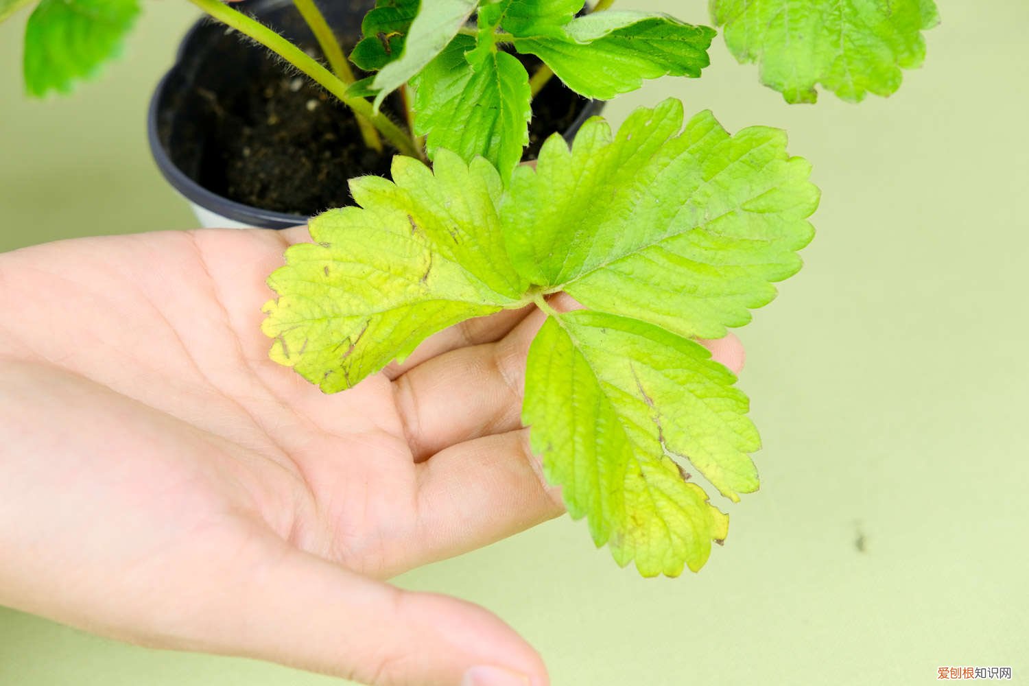 草莓种植过程需要进行中耕松土其主要作用是 草莓种植过程