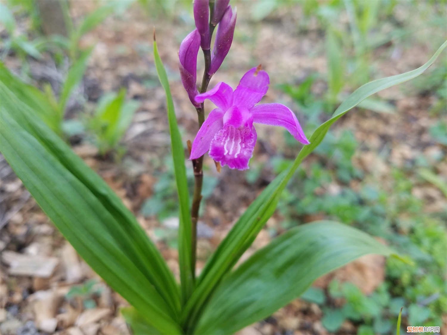 白芨种植适宜的条件 白芨种植