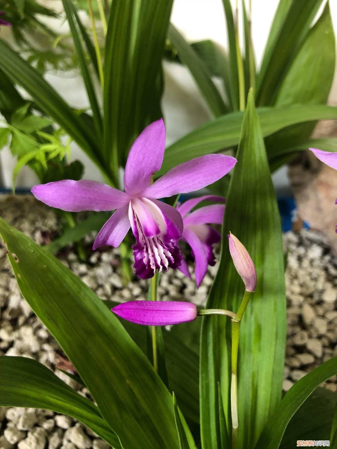 白芨种植适宜的条件 白芨种植