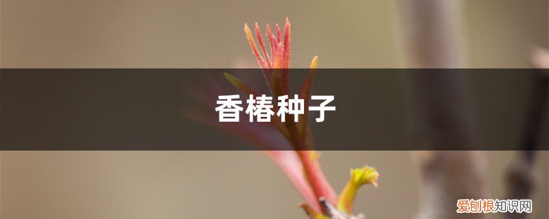 香椿种子怎样种植 香椿种子如何种