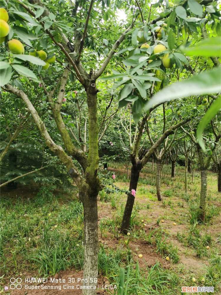 桃子怎么种植 桃子怎么种