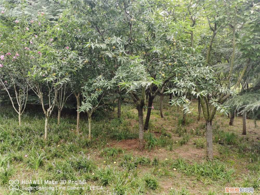 桃子怎么种植 桃子怎么种