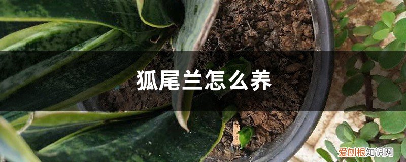 虎尾兰的养殖方法和注意事项有哪些 虎尾兰怎么养，有什么注意事项