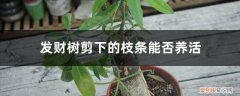 发财树把枝条都剪了 发财树剪下的枝条能否养活