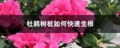 怎么让杜鹃花老桩长出新根 杜鹃树桩如何快速生根