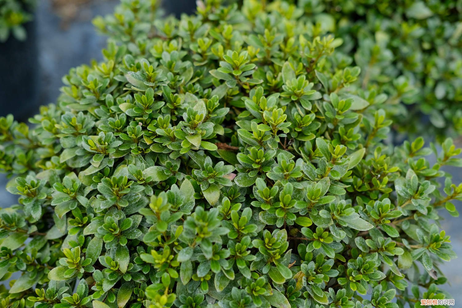 怎么让杜鹃花老桩长出新根 杜鹃树桩如何快速生根