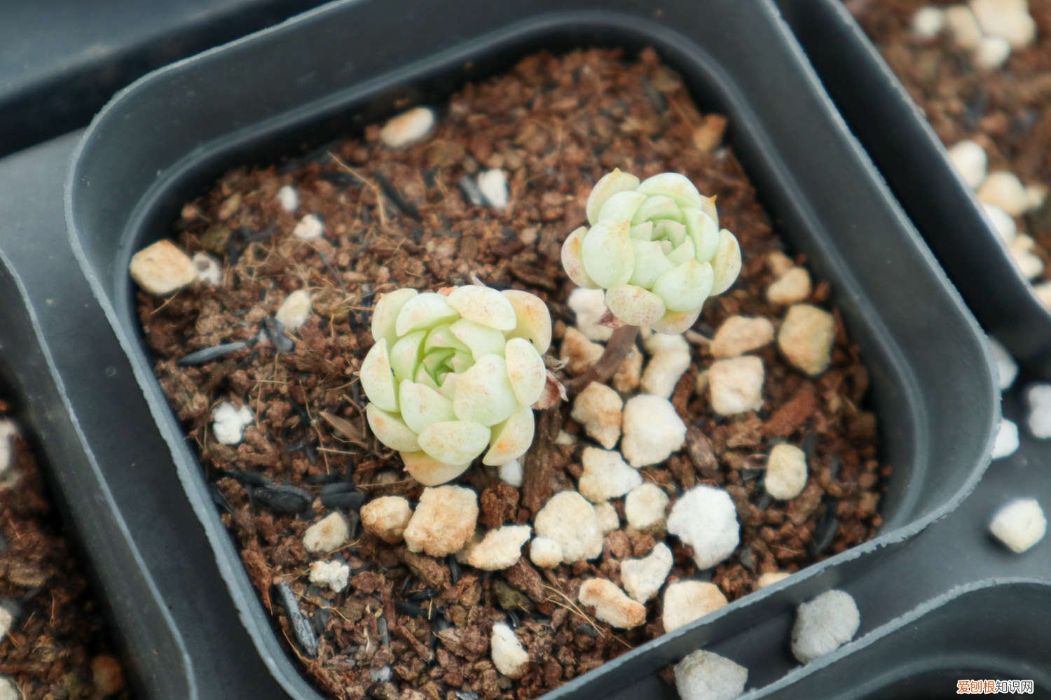 多肉营养液制作方法 多肉营养液怎么配制