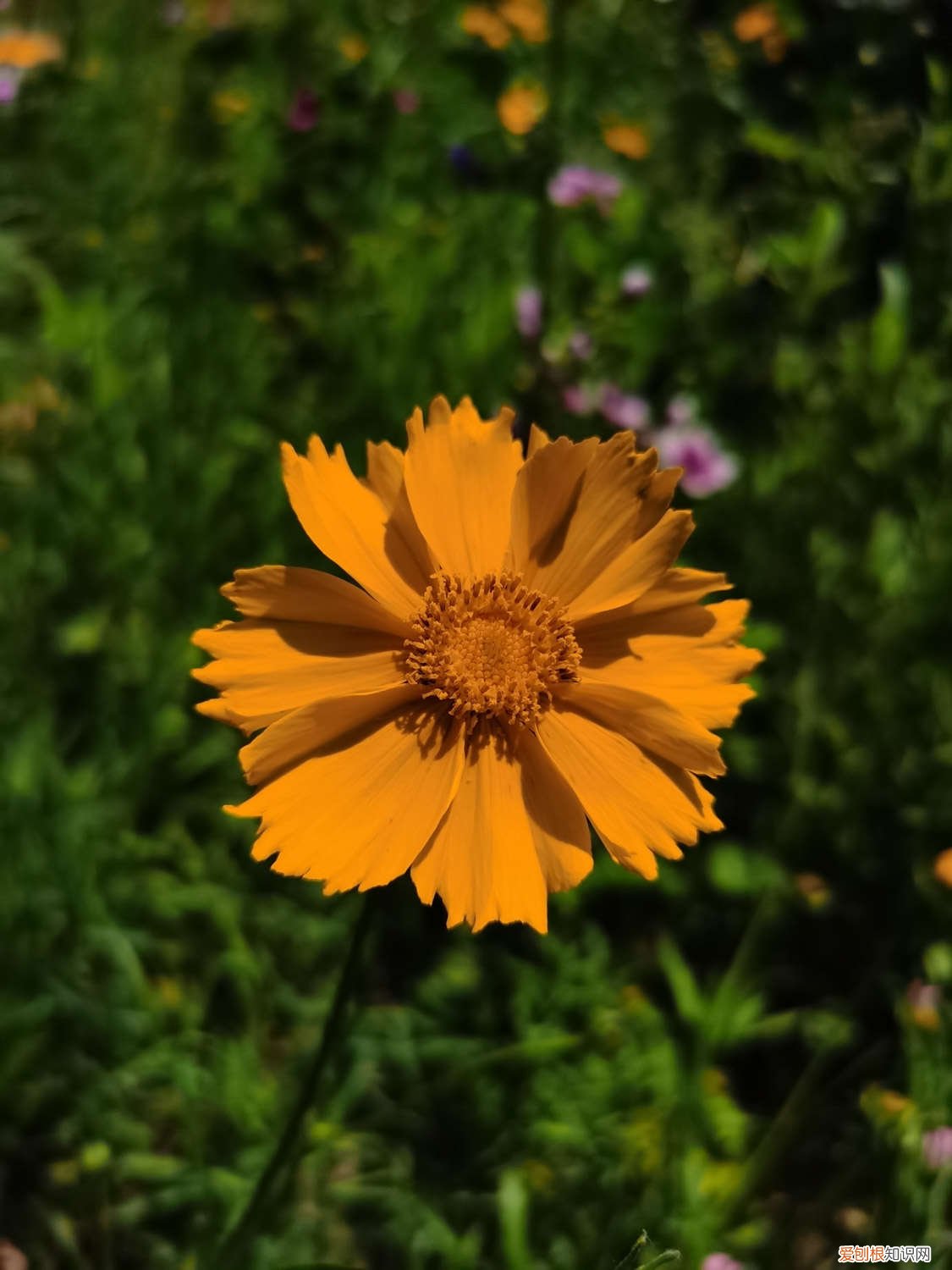 菊花如何种植管理 菊花怎样种植与管理