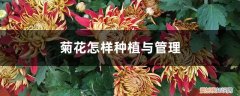 菊花如何种植管理 菊花怎样种植与管理