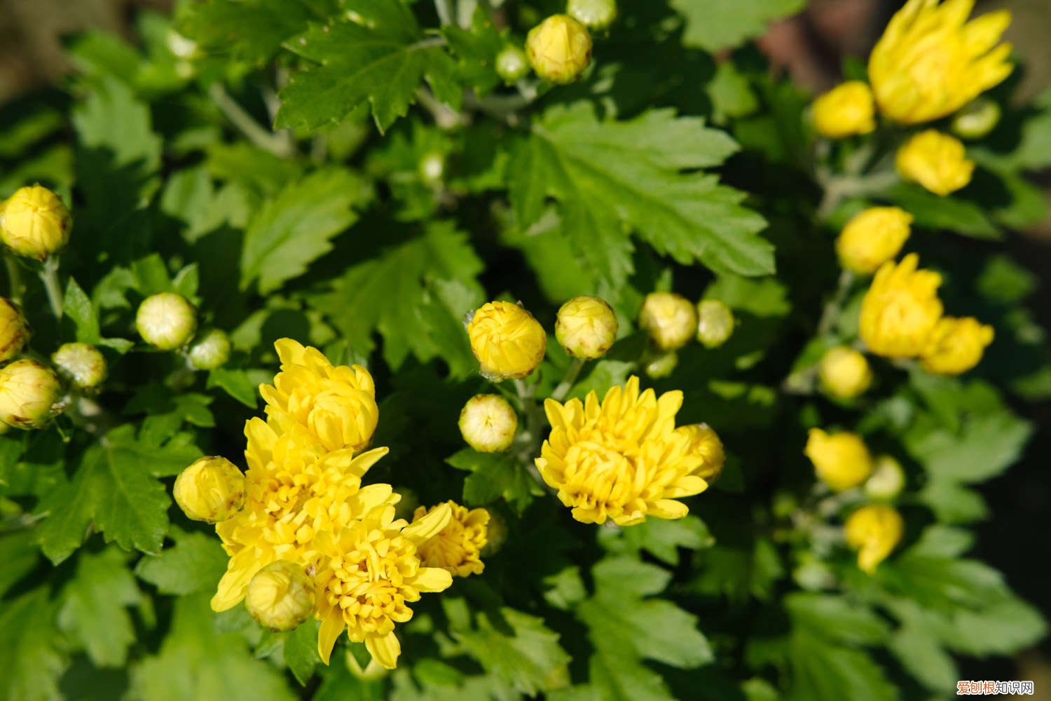 菊花如何种植管理 菊花怎样种植与管理