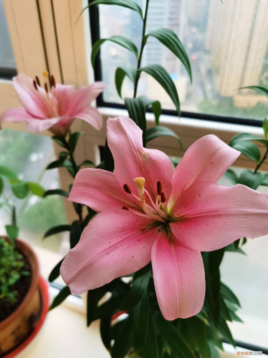 百合花开完凋谢了怎么处理呢 百合花凋谢后如何处理