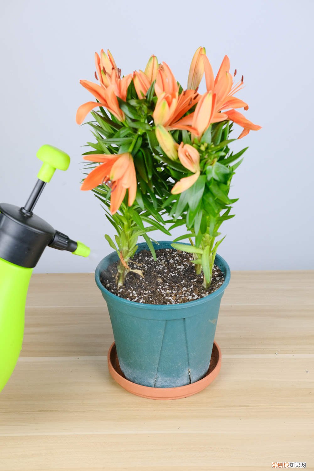 百合花开完凋谢了怎么处理呢 百合花凋谢后如何处理