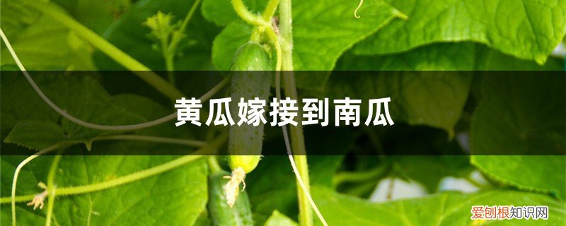 黄瓜如何嫁接到南瓜上 黄瓜如何嫁接到南瓜