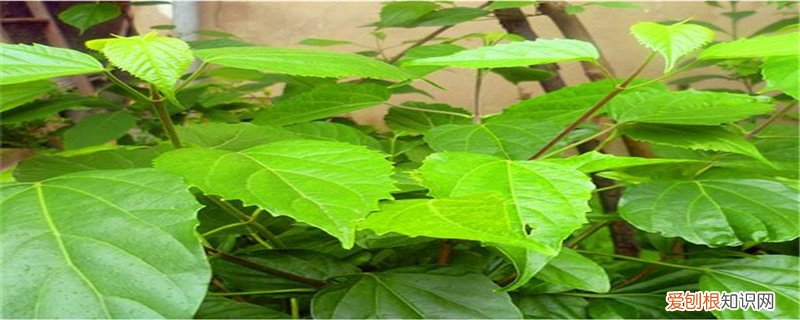 豆腐树的扦插法图片 豆腐树的扦插法