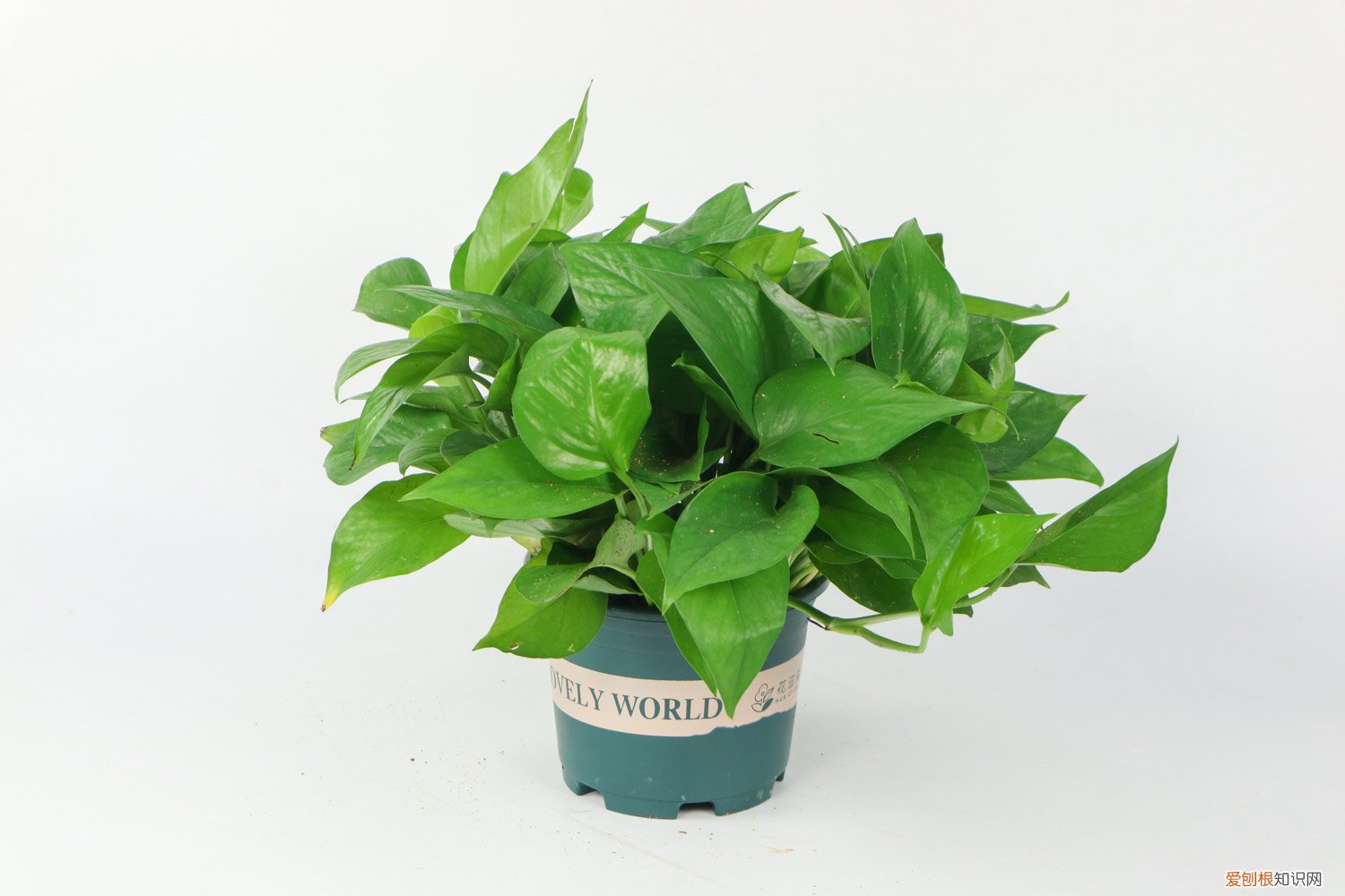 绿萝的叶子能不能插活 绿萝的叶子可以插活吗