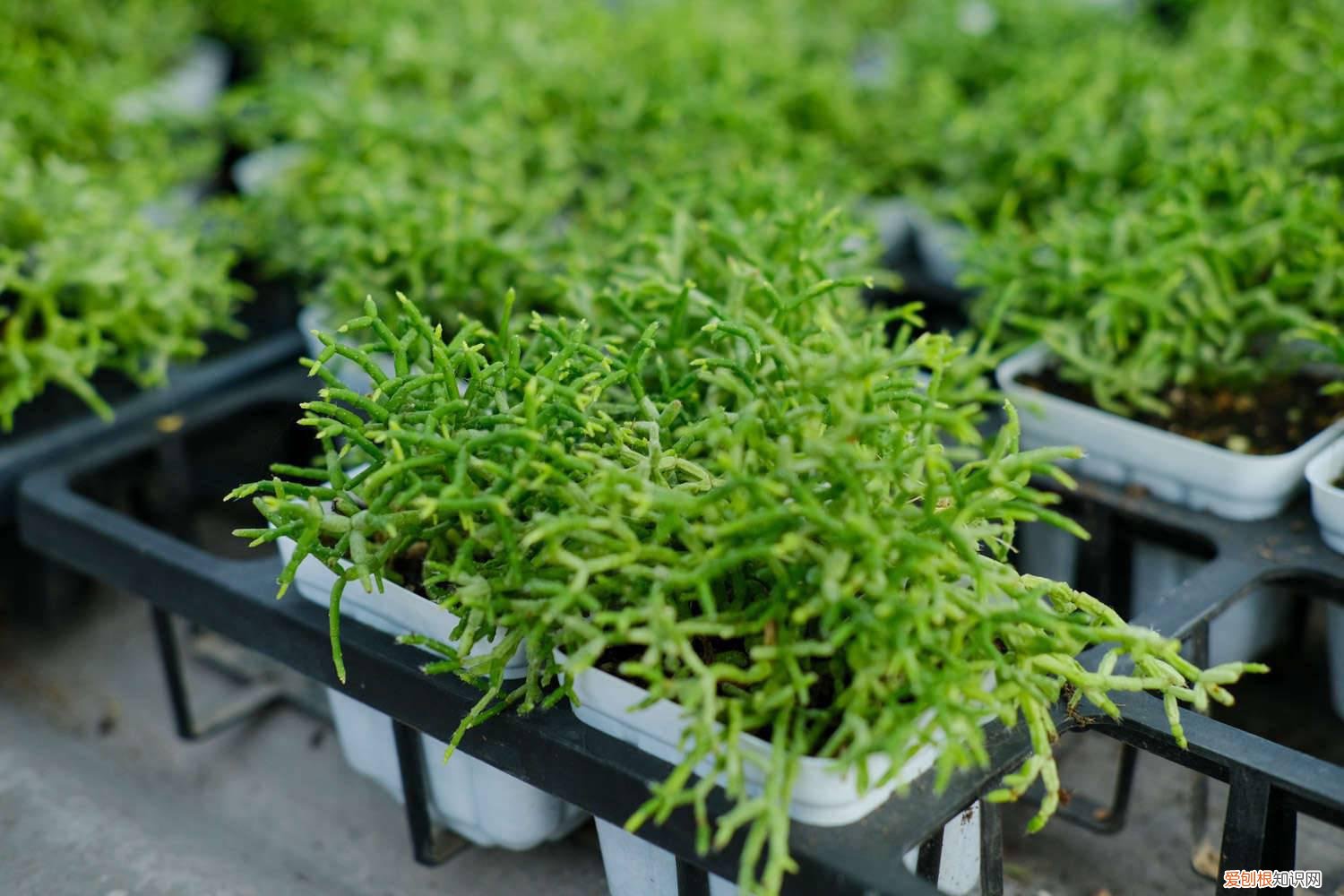 多肉爆头后怎么处理 多肉爆头后怎么处理