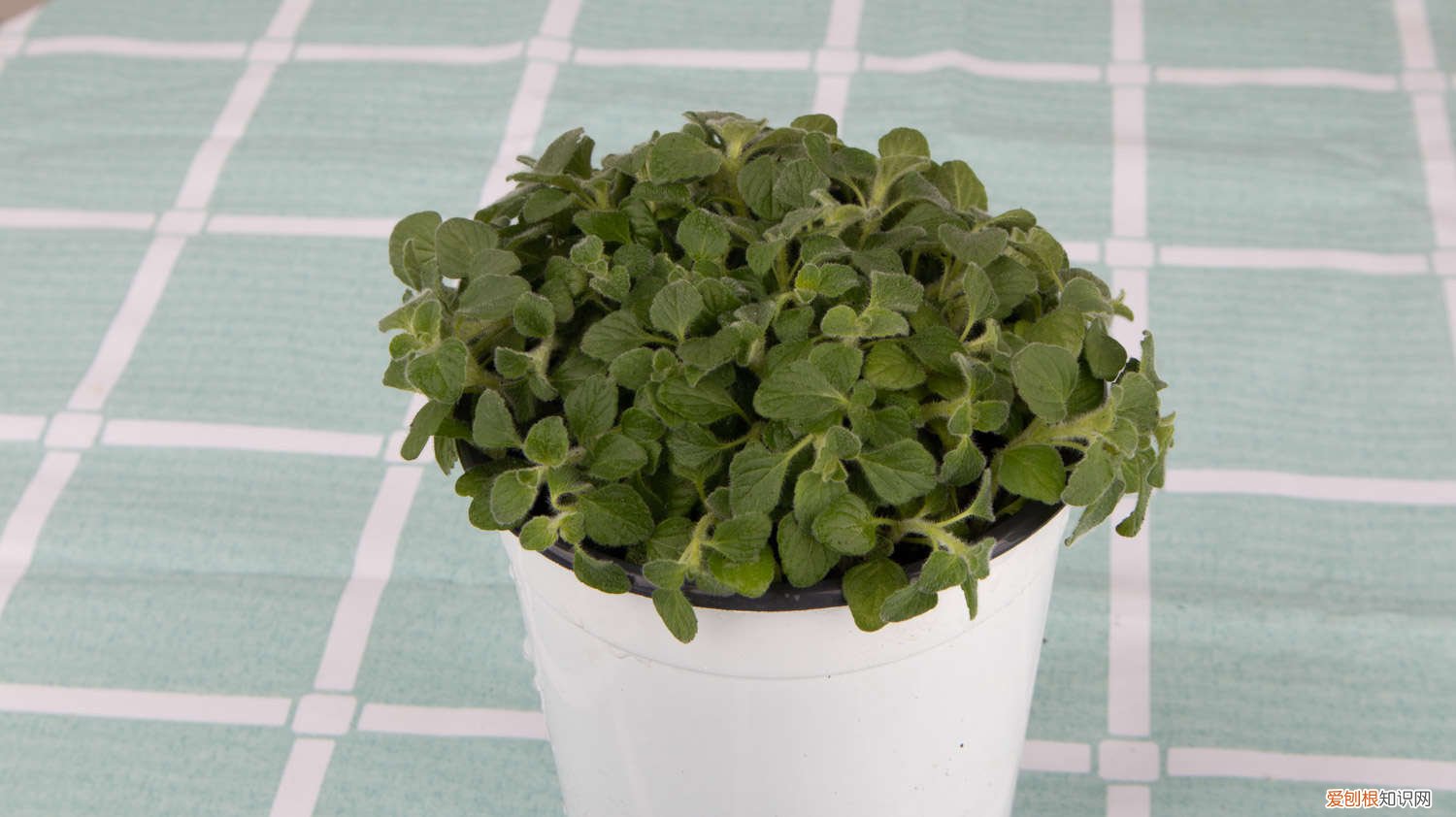 薄荷扦插活了很瘦怎么办 薄荷如何扦插活
