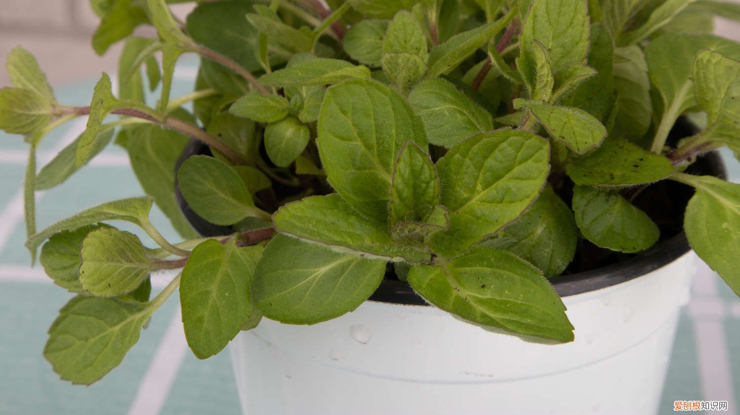 薄荷扦插活了很瘦怎么办 薄荷如何扦插活
