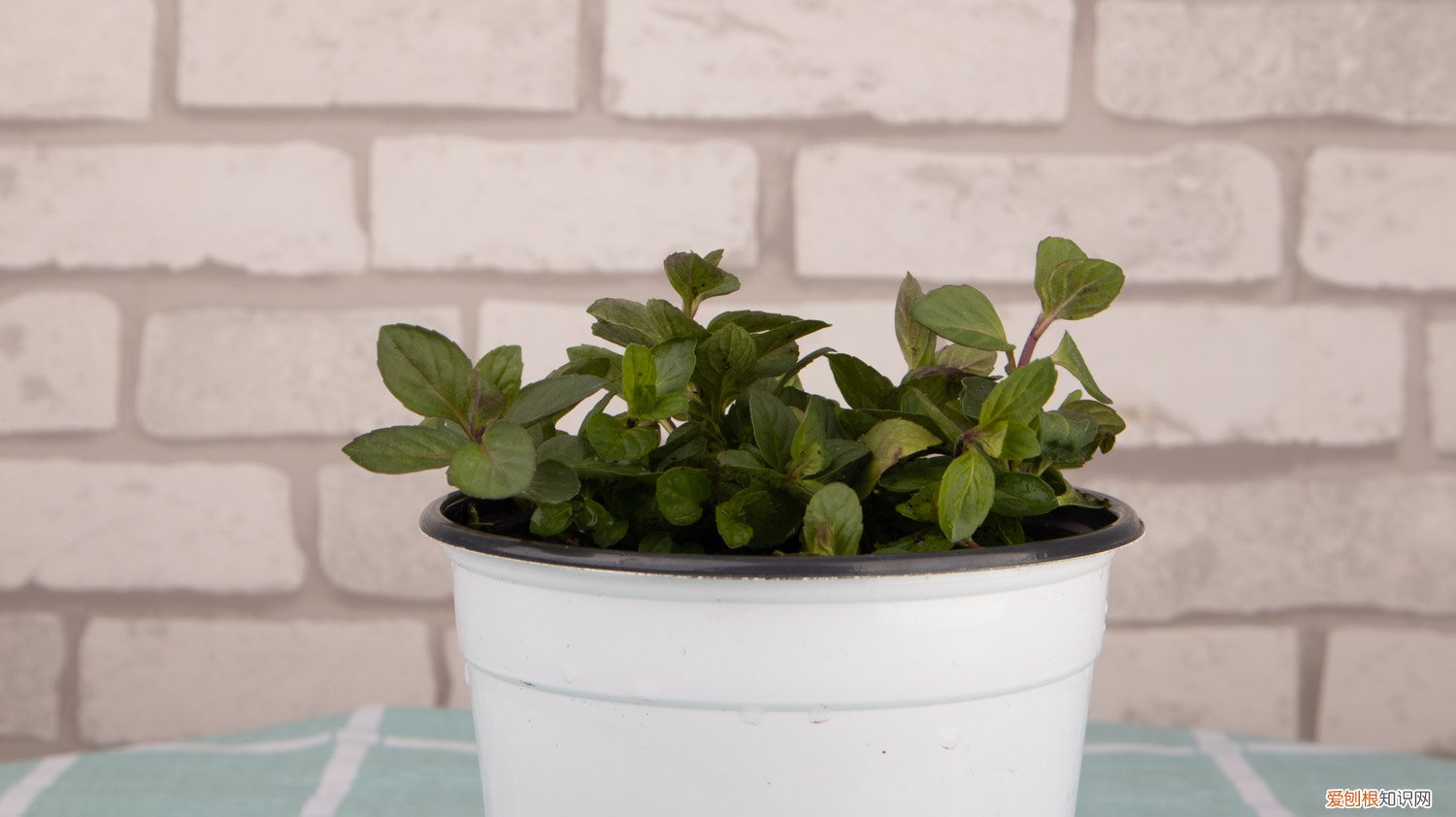 薄荷扦插活了很瘦怎么办 薄荷如何扦插活