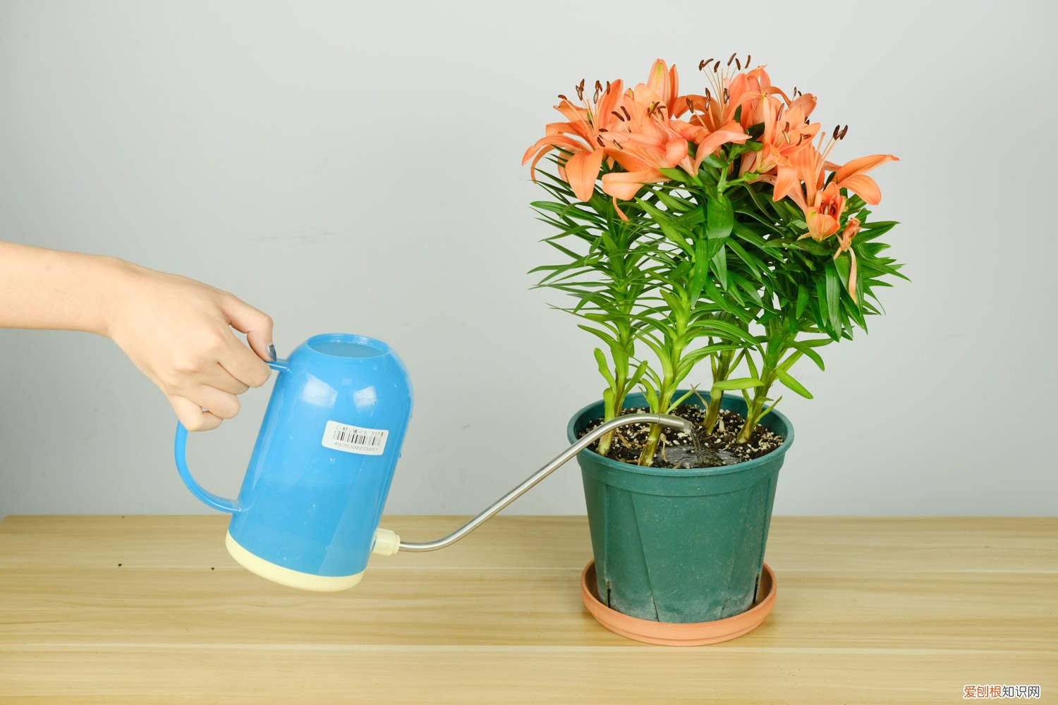 百合鲜花多久换水 百合花几天换一次水