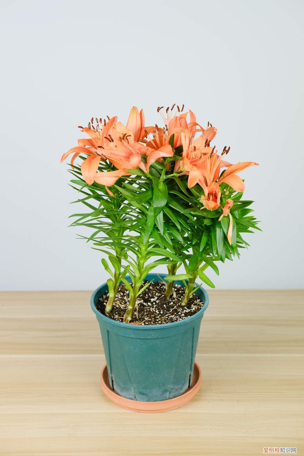 百合鲜花多久换水 百合花几天换一次水