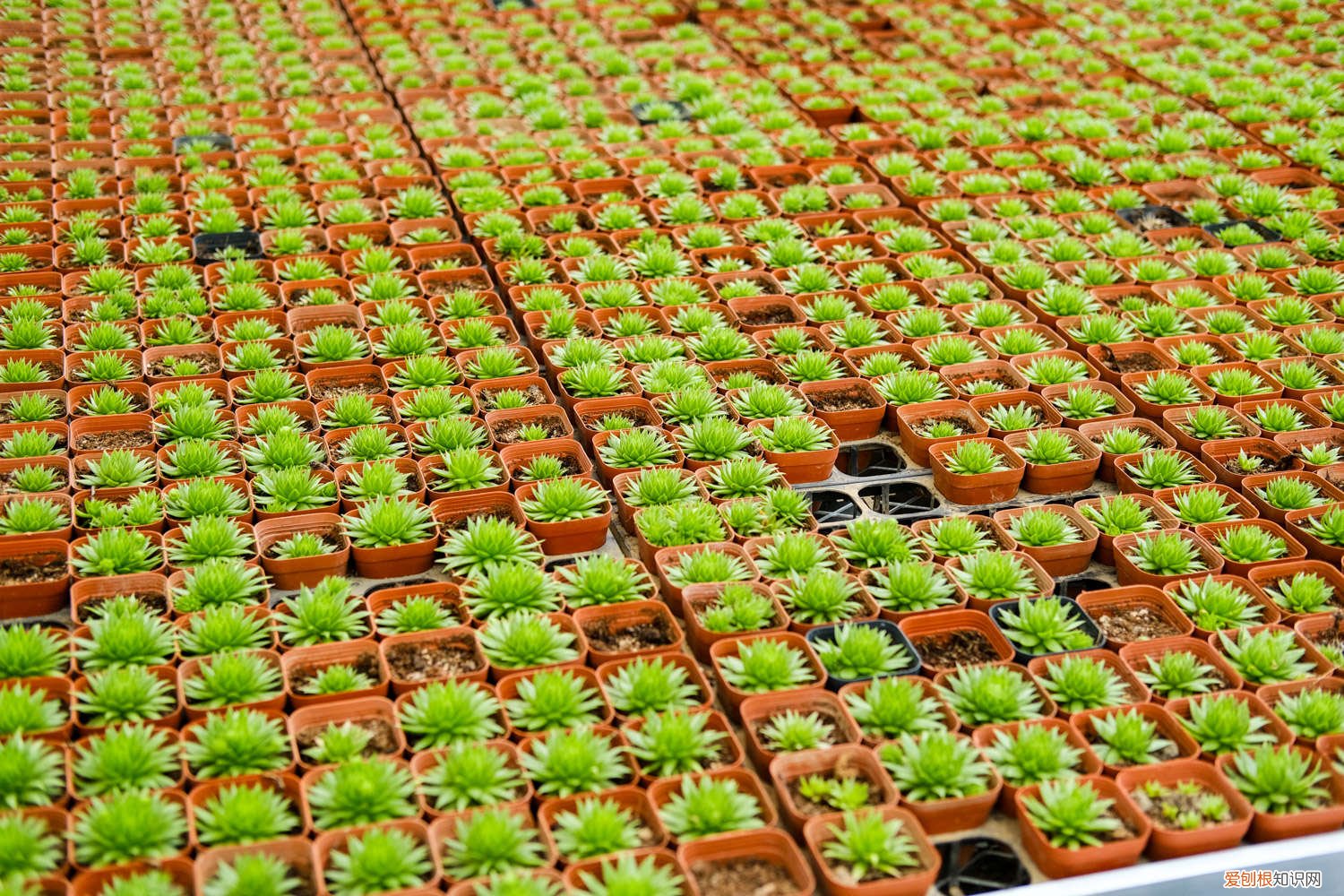 多肉分株没有根能活吗怎么办 多肉分株没有根能活吗