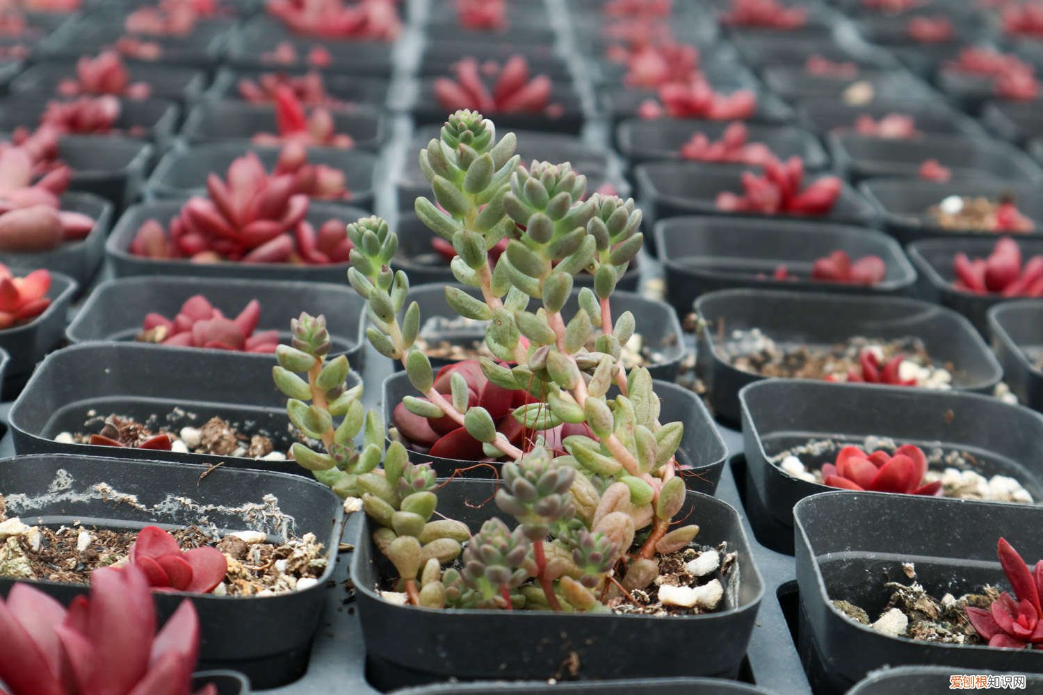 多肉分株没有根能活吗怎么办 多肉分株没有根能活吗