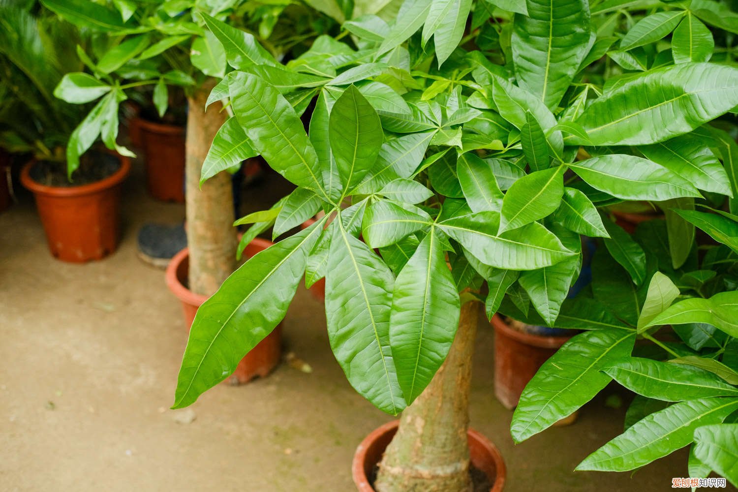 发财树怕冻吗它的耐低温是多少 发财树怕冻吗