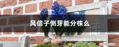 风信子 侧芽 风信子侧芽能分株么