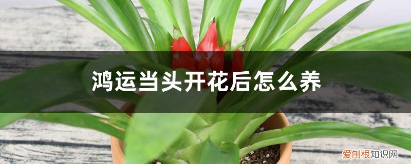 鸿运当头怎么养才开花 鸿运当头开花后怎么养