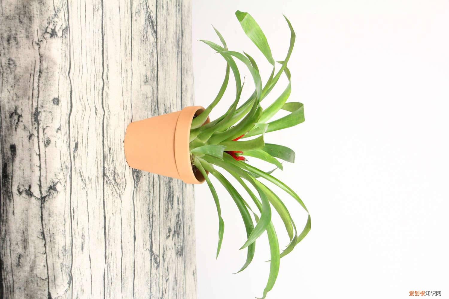 鸿运当头怎么养才开花 鸿运当头开花后怎么养