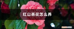 红山茶花怎么养才能开花 红山茶花怎么养