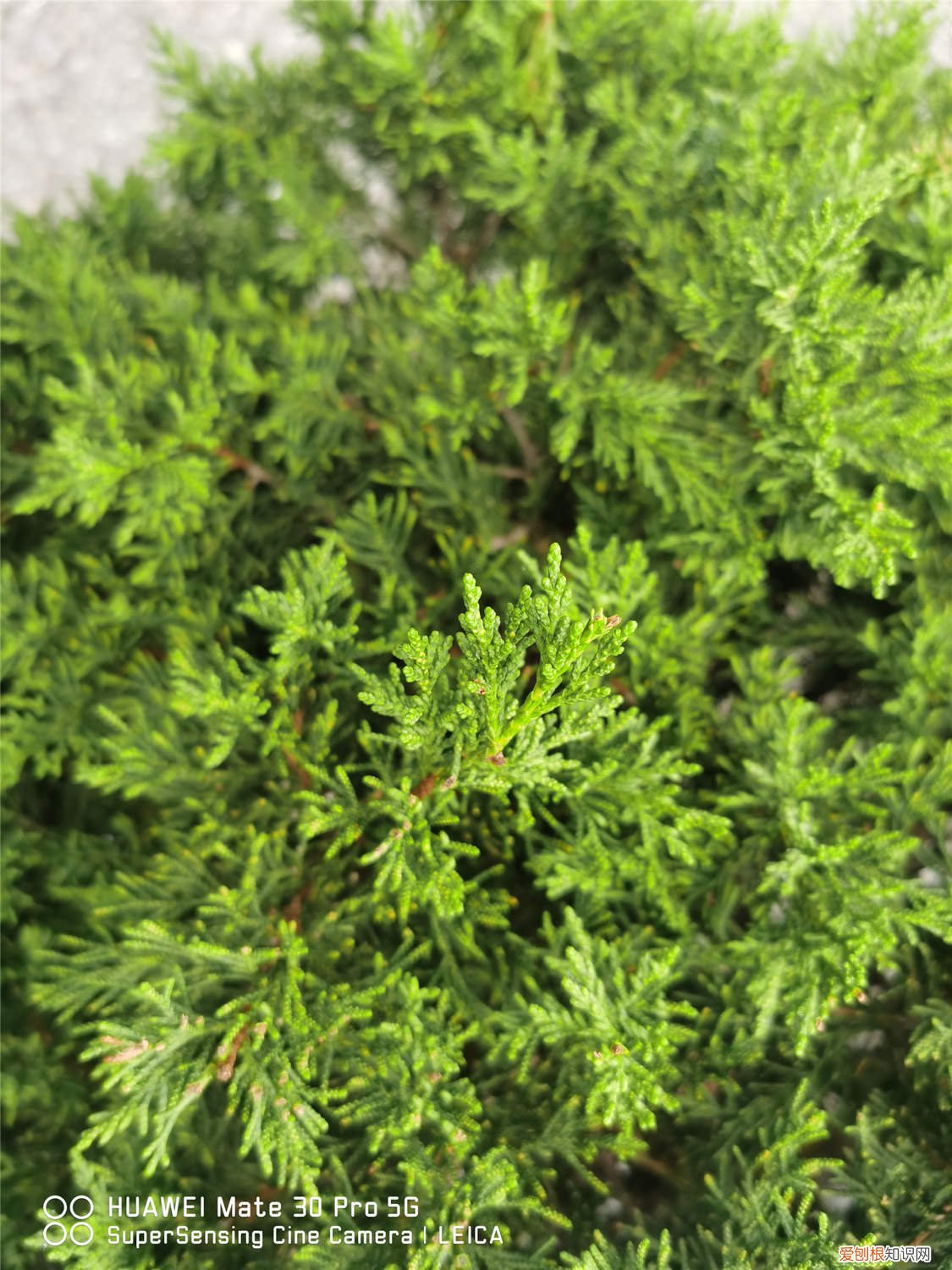 侧柏树扦插时间和方法 柏树扦插时间与方法